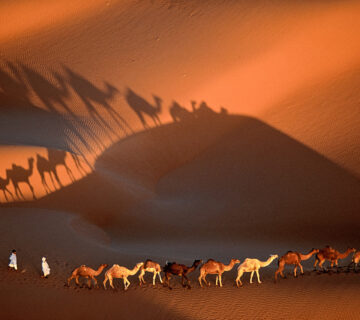 EXPOSITION : Legacy, de Yann Arthus Bertrand