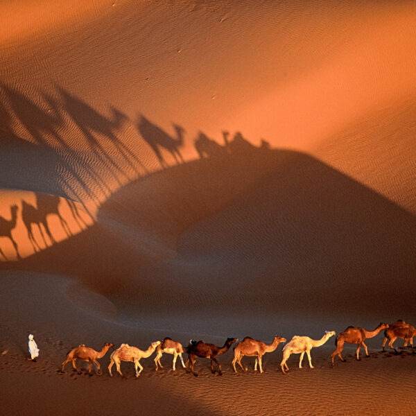 EXPOSITION : Legacy, de Yann Arthus Bertrand